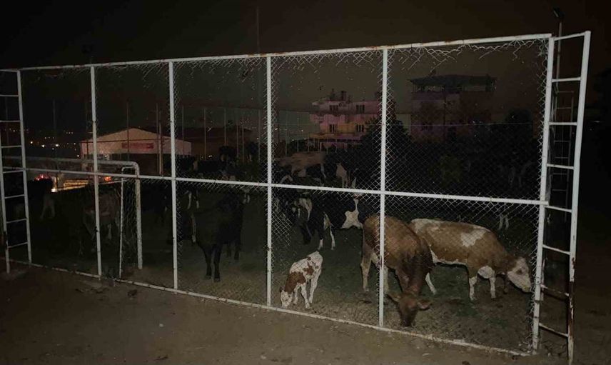 Yangın tehdidine karşı Mutaflar Mahallesi'nde halı saha hayvanların güvenli alanı oldu