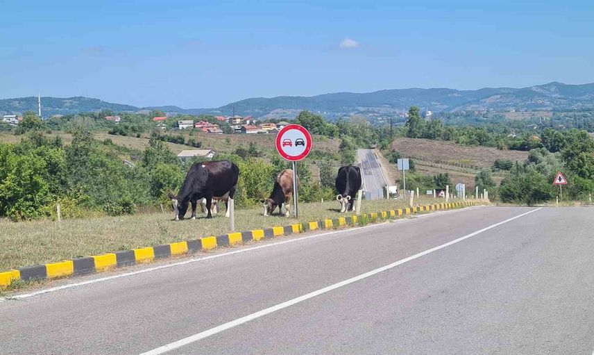 Başıboş hayvanlar Çaycuma-Perşembe kara yolunda yeniden risk oluşturdu