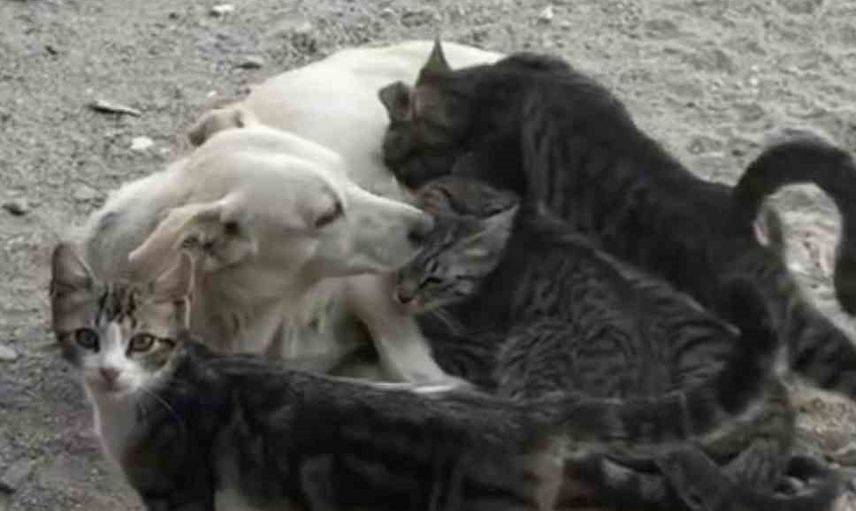 Sokakta yavru kedilere annelik eden köpeğin sıcak dostluğu