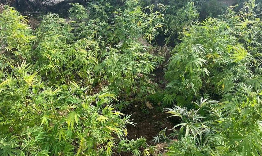 Diyarbakır'da jandarma baskınlarında 44 bin 327 kök kenevir ve 3 kilo esrar ele geçirildi