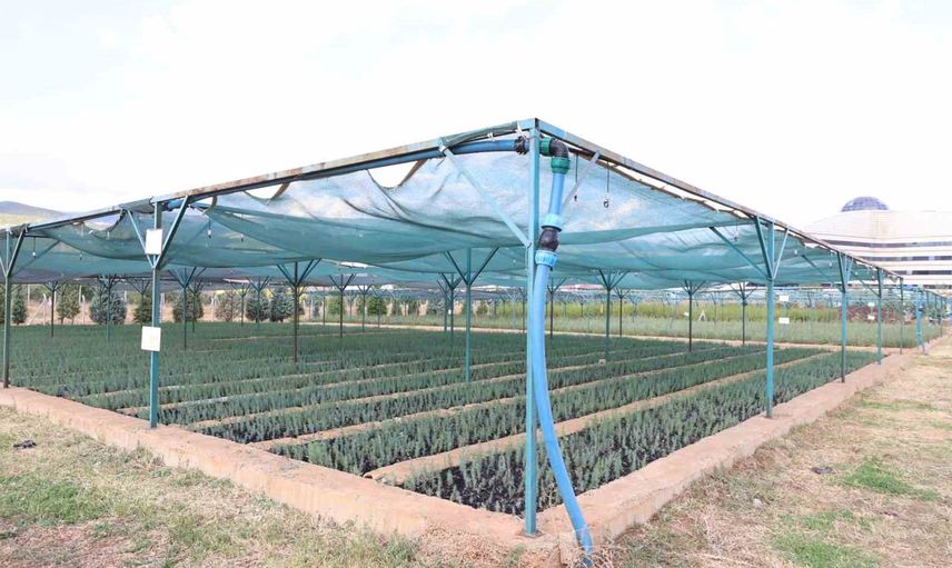 Bingöl fidanlığında 18 türle bölgeye yıllık üç milyon fidan kapasitesi