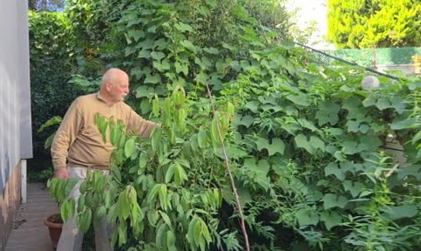 Komşular 'burada olmaz' demişti, o üç kıtadan tohumla Samsun'da subtropik bir bahçe kurdu