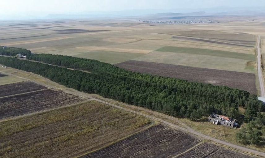 Bir istasyonun yeşil mirası: 55 yılda filizlenen orman