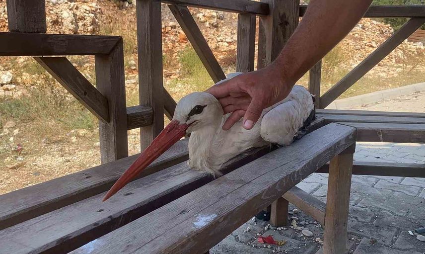 Kösereli gençleri bitkin düşen leyleği koruyup doğaya geri saldı