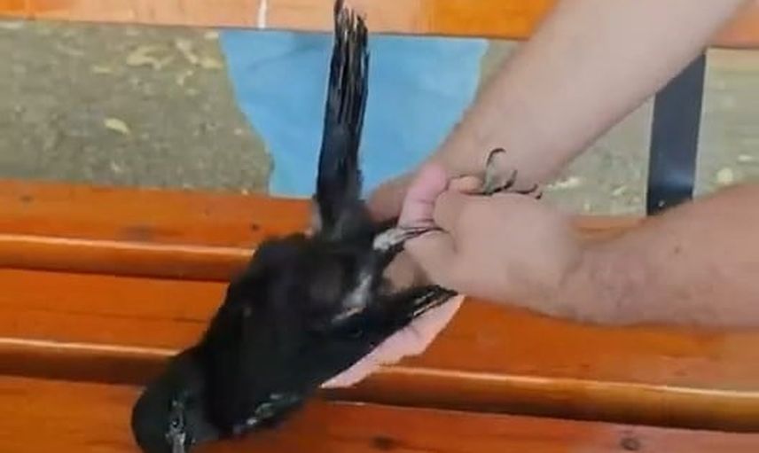 sivrice gölü kıyısında misina ve ipten kurtarılan yavru karga yeniden doğaya bırakıldı
