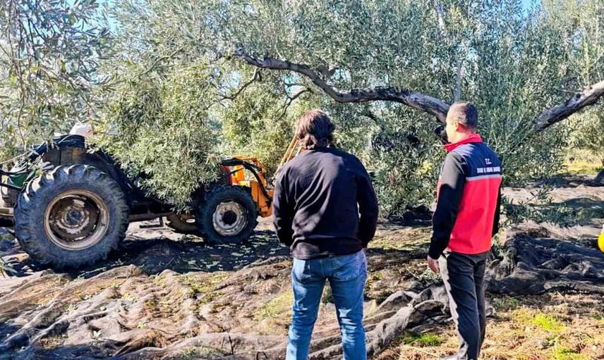 Gömeç'te zeytin hasadında ilçe müdürü Safa Sağıroğlu üreticilerle bir arada