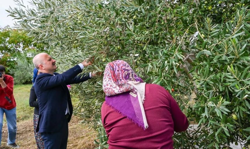 Aydın'da hasat gününde valinin eli kadın çiftçilerin yanında