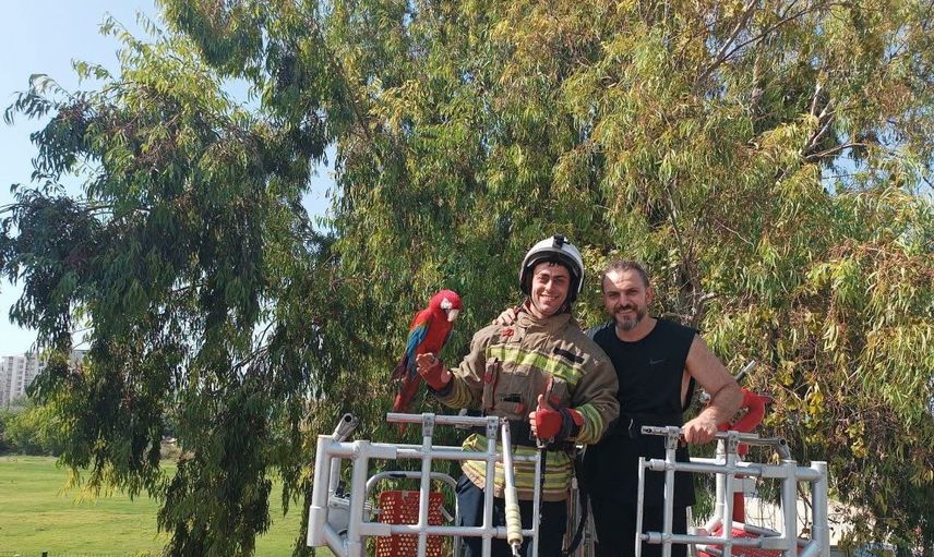İtfaiye ağaçta mahsur kalan papağanı sahibine teslim etti