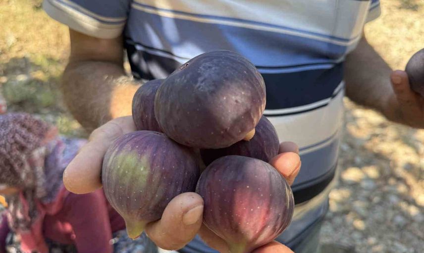 Erken yağış rekolteyi düşürdü: Ürünlü'de Bursa siyah incir hasadı gecikti