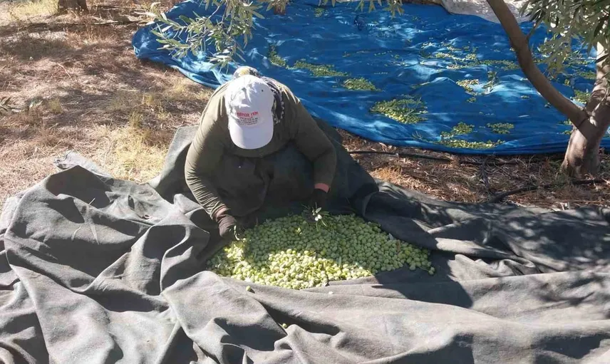 Mut’ta zeytin sezonu başladı: verim yüksek, fiyatlar 10 ile 60 lira arasında