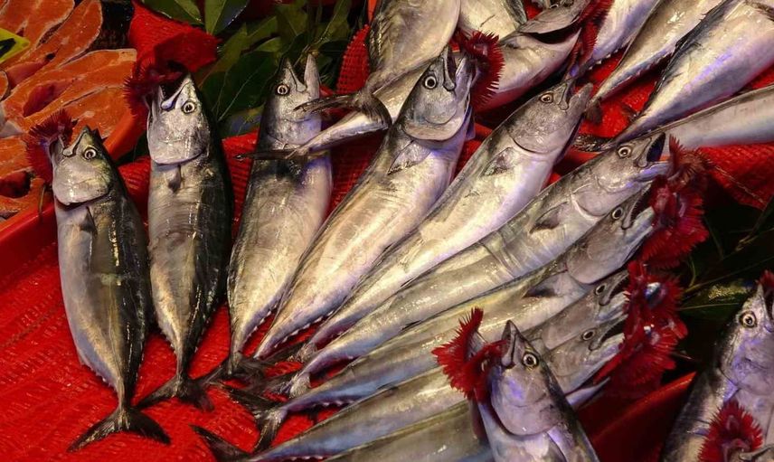Karadeniz'de palamut sezonu: Trabzon limanlarına 1.300 ton indi
