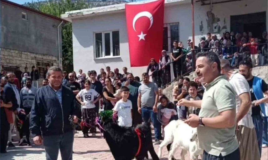 Mut'ta keçi podyumu: mahallede ilk güzellik yarışması renkli görüntüler sundu