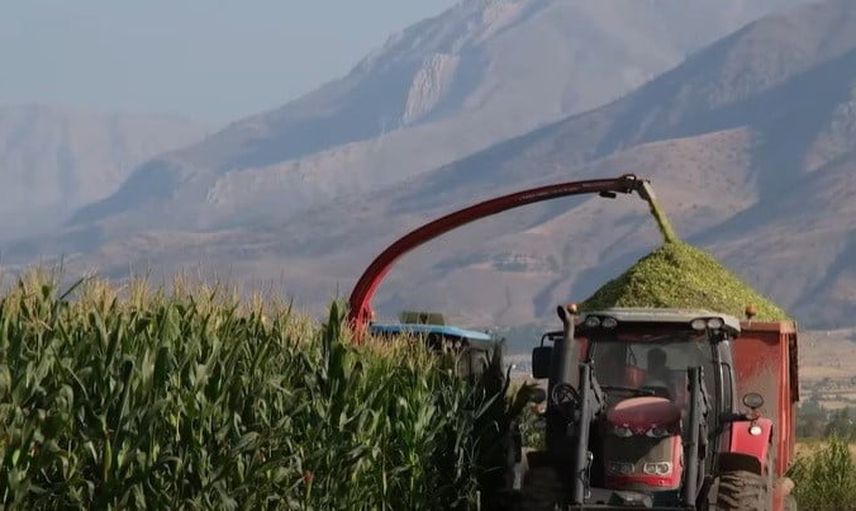 Erzincan'da üretime katkı: belediyenin silajlık mısır tarlalarında hasat sürüyor