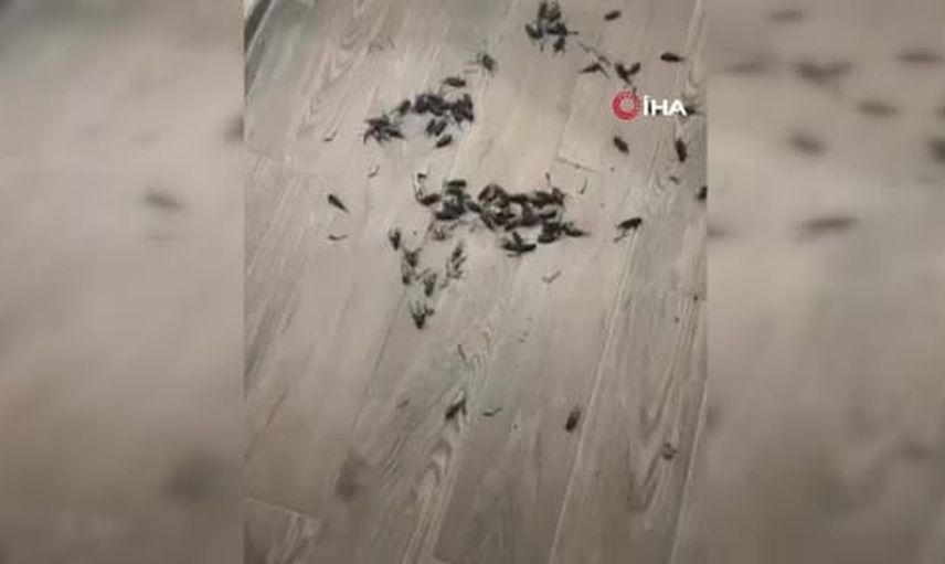 Adana'da cırcır böceklerinin gece sesi uyku düzenini bozuyor