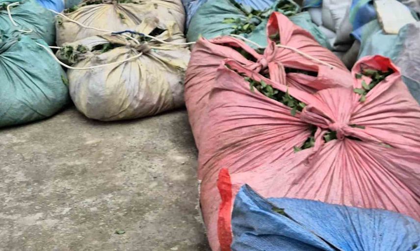 Elektrikli araçtan teleferiğe: çay hasadını kurtaran iki salatalık