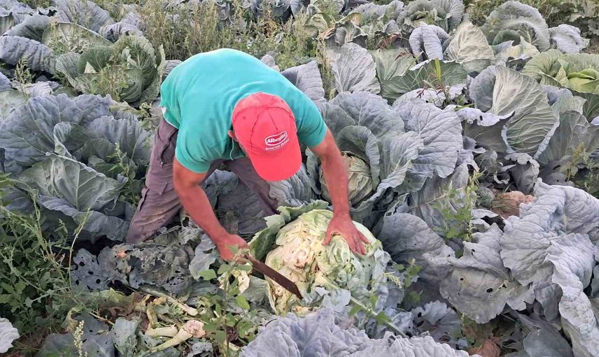Söğütlü'nün ince yapraklı lahanası tarladan sofraya