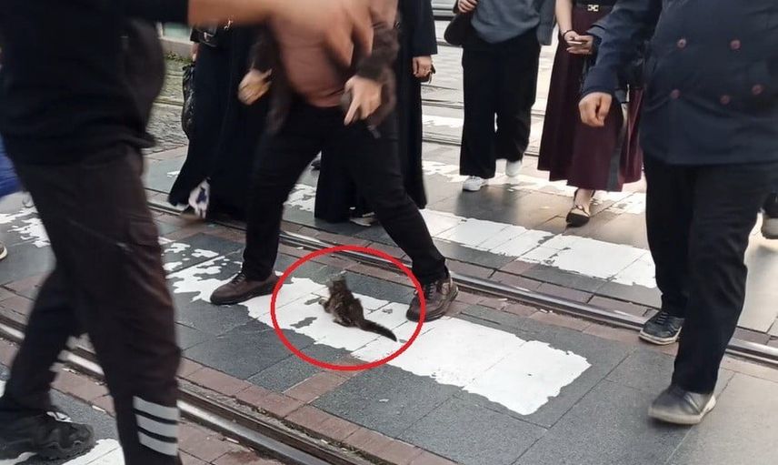 Samsun'da rayların ortasından sağ çıkan yavru kedi umut verdi