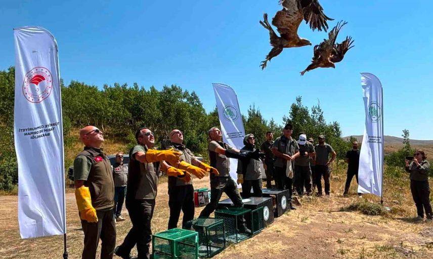 Nemrut kalderası'nda beş yaban hayvanı doğal yaşamına kavuştu