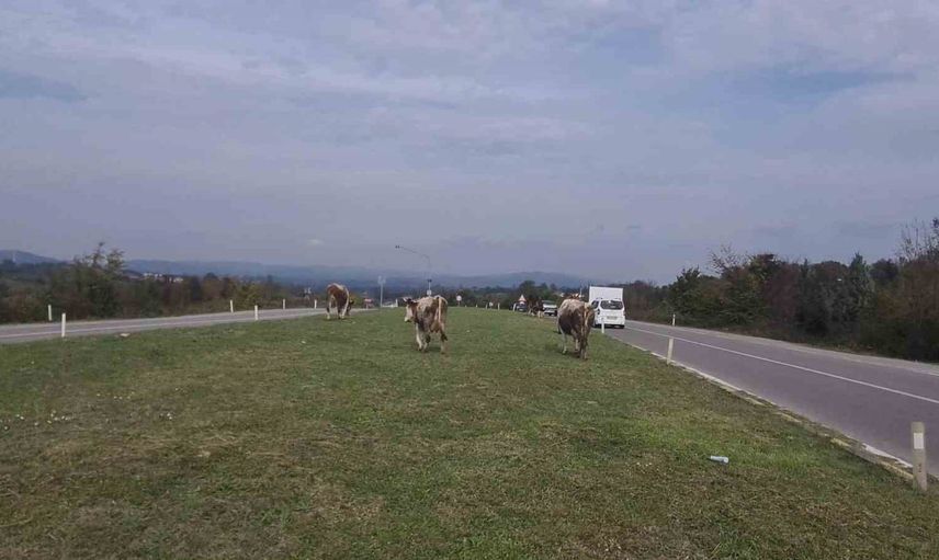 Zonguldak'ta karayolunda başıboş hayvanlar trafik tehlikesi oluşturuyor