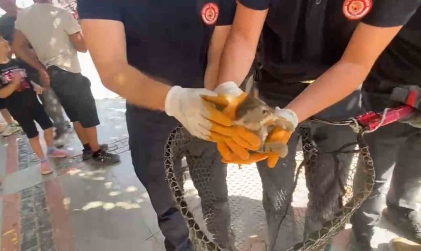 Kaputun arasındaki yavru kedi itfaiyenin müdahalesiyle kurtarıldı