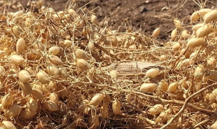 Ağın'da üreticilerin emeğiyle tüylü nohut hasadı başladı