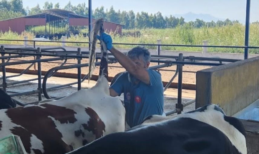 Söke'de hastalıktan ari işletmelerde kapsamlı sağlık taramaları hız kesmiyor