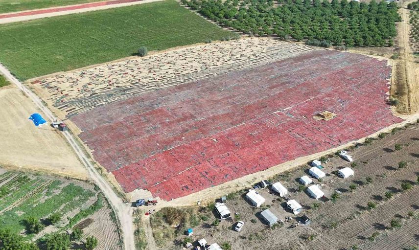 Malatya tarlaları kırmızıya döndü: kurutmalık domates hasadı ve ihracat mesaisi başladı