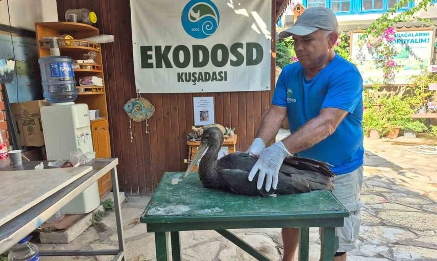 Sazlı azmağında yaralı karaleylek bulundu, koruma çağrısı yükseldi