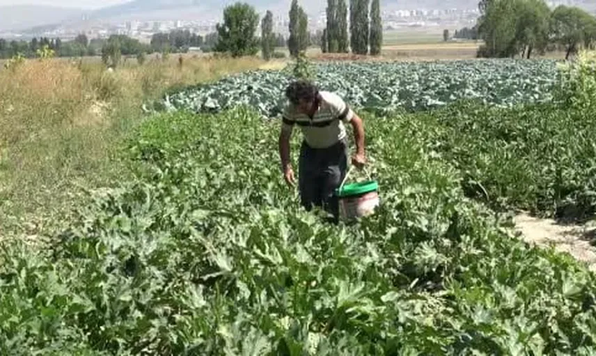 Tarladan oyuncak: kabaktan araba ve bebek yapan çiftçi çocuklara organik oyuncak sunuyor