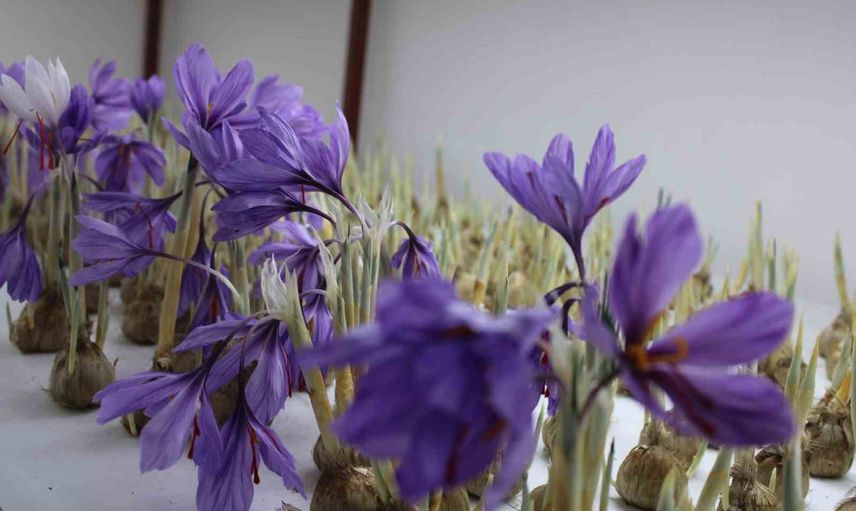 Kayseri'de iklim sınırını aşan girişim: kapalı alanda safran hasadı yapıldı