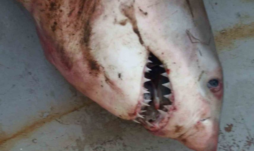 Saros Körfezi'nde ağlara takılan 65 kiloluk köpek balığı şaşkınlık yarattı