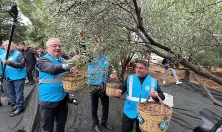 Edremit'te zeytin hasadı şenliği: akademi ve gelenek bir arada