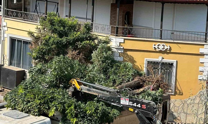 Sındırgı'da yol yenileme çalışması kaldırımlardaki akasya ağaçlarını yerinden söktü