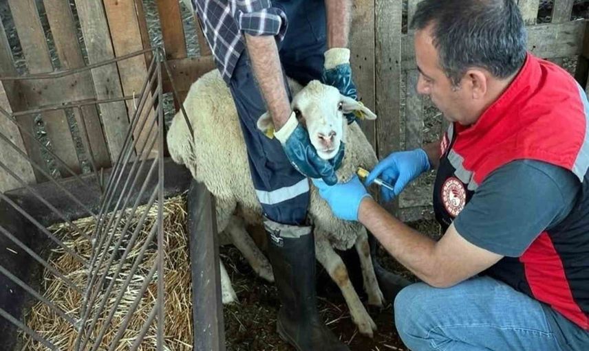 Sahada önlem vurgusu: Muğla'da küçükbaşlardan PPR için numune toplama çalışması