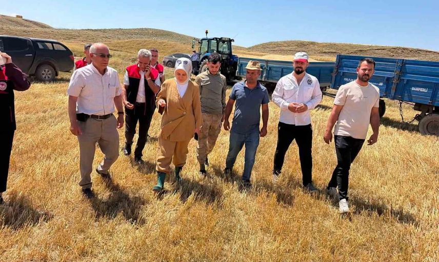 Çizmeli kaymakam tarlada üreticilerle hasat mesaisine katıldı