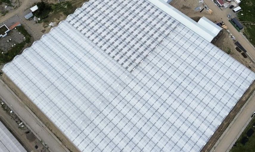 Bafra'da toprak yerine teknoloji: 63 bin metrekarelik serada üretim başladı