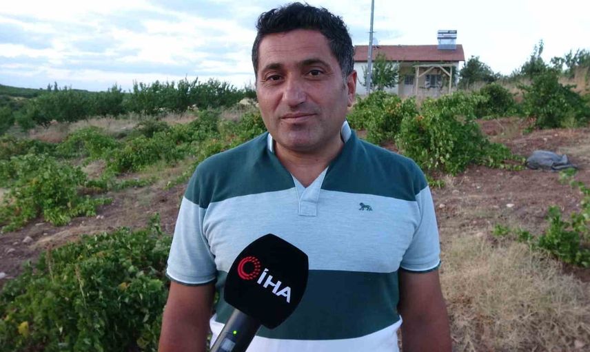 Bağlar bereketlendi: Hekimhan'da üzüm üreticileri memnun