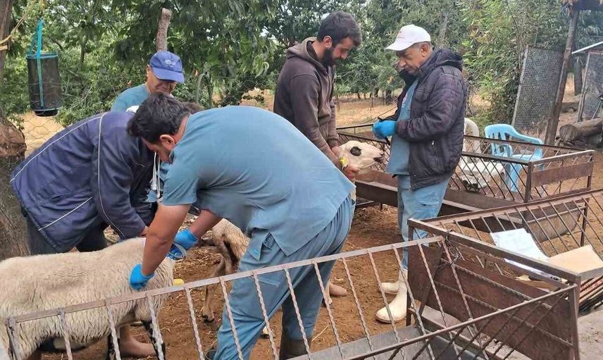 Köşk’te koyun ve keçilerde kimliklendirme ve aşı kampanyası sahada