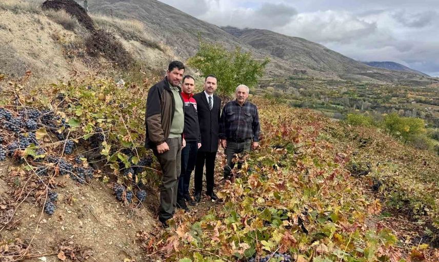 Kaymakam Hökelekli üreticinin yanında: Karakaya bağlarında değerlendirme