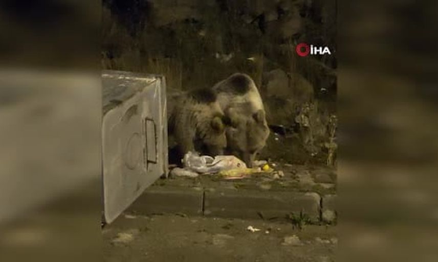 Kış telaşıyla yerleşimlere inen boz ayılar günlük yaşamı etkiliyor