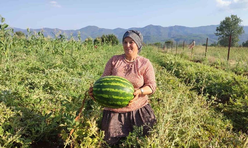 Ata tohumuyla yetişen pijamalı karpuz Beyağaç'ta 2 dönümden 10 tona çıktı