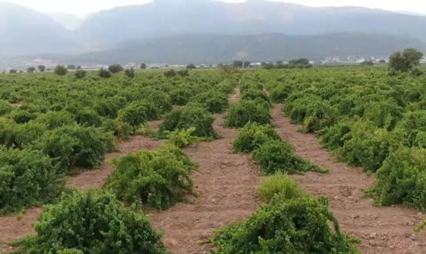 İslahiye'de hatun parmağı ve Antep karası üzümünün hasadı başladı