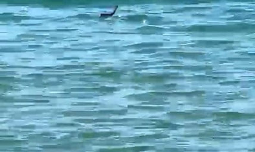 Çeşme'de denizde yılan görülmesi tatilde kısa süreli paniğe yol açtı