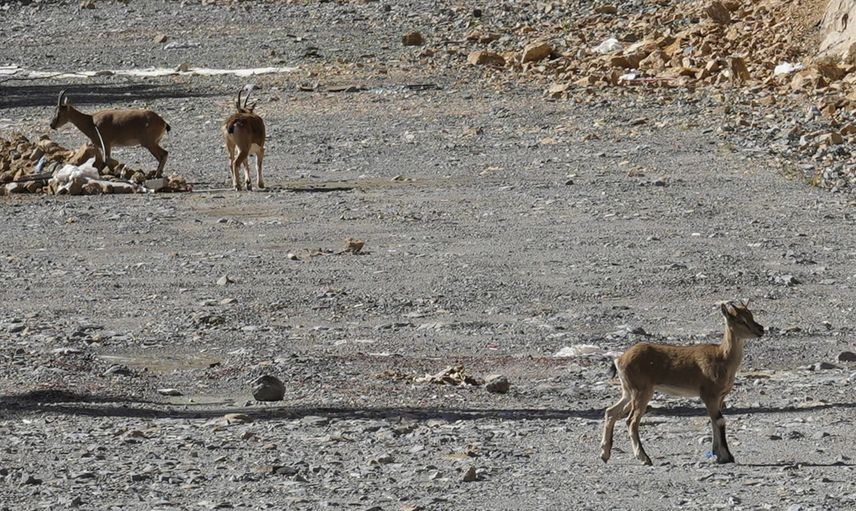 Gümüşhane’de yol kenarında sürü halinde görülen yaban keçileri