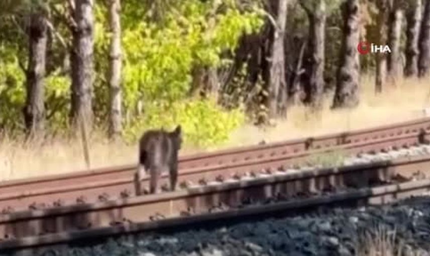 Kalın tren istasyonu yakınında vaşak ailesinin nadir görüntüleri