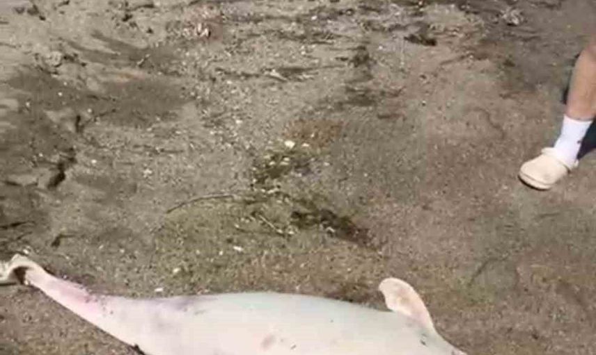 Karacabey Boğazı'nda kıyıya vuran yunus ölümleri bölgeyi tedirgin ediyor