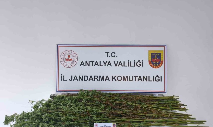 Serik'te jandarma operasyonunda ikamet ve arazisinde 80 kök kenevir ele geçirildi