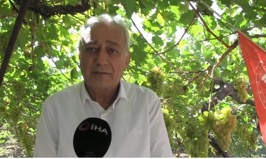 Siirt'te tayfi üzümü hasadı başladı, yapraklar Avusturya'ya ihraç ediliyor