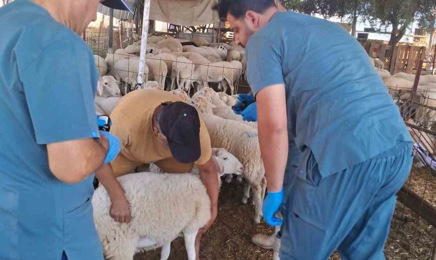 Köşk'te küçükbaş hayvanlarda kulak küpesiyle kimliklendirme yaygınlaşıyor