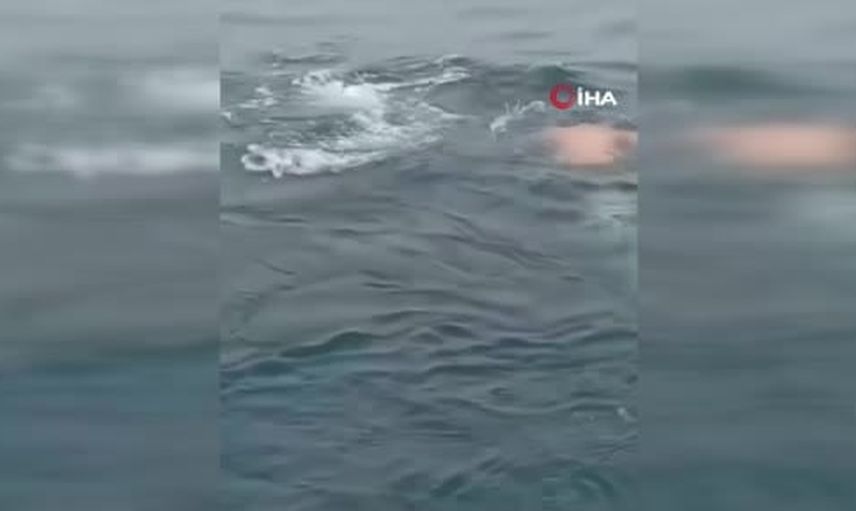 Perulu balıkçı suya atlayıp ağa takılan balinayı kurtardı